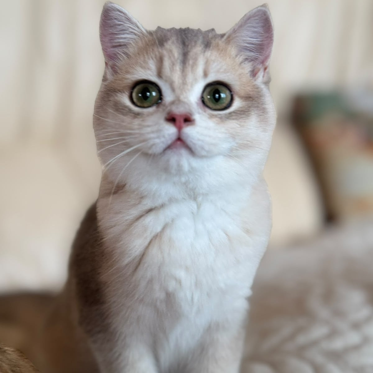 Iriska British Shorthair female, blue golden chinchilla