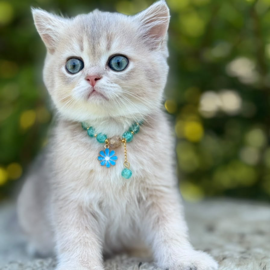 Natali Scottish Straight female, blue golden shaded