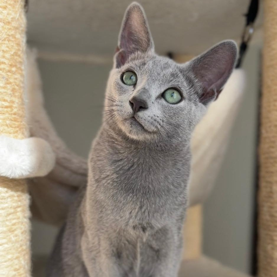 Amur Russian Blue male, blue