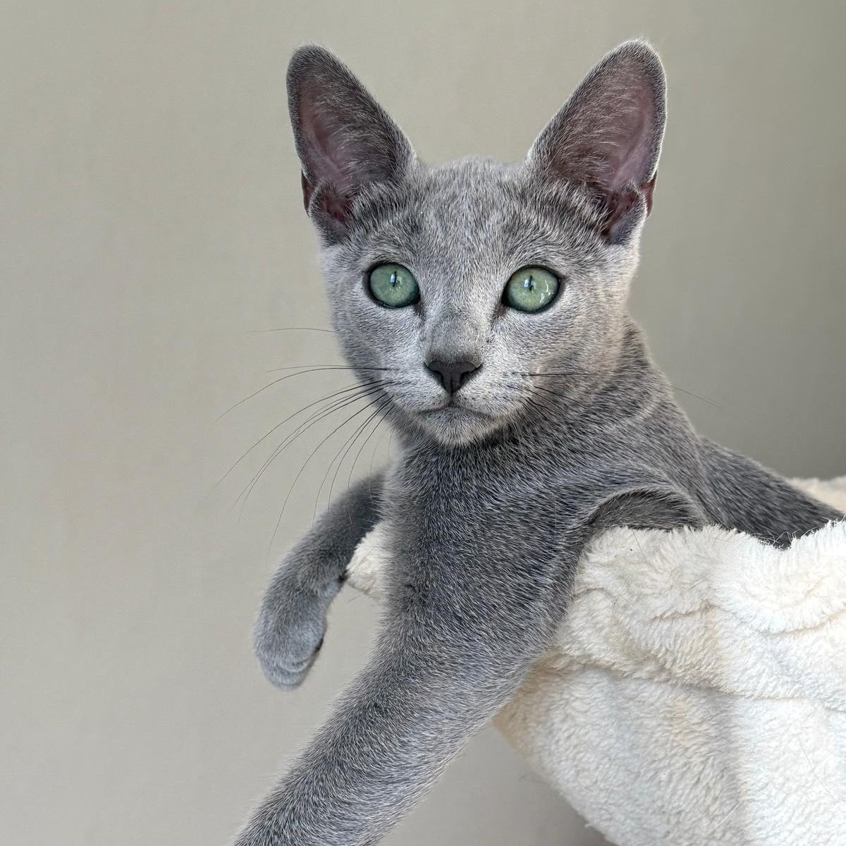 Amur Russian Blue male, blue