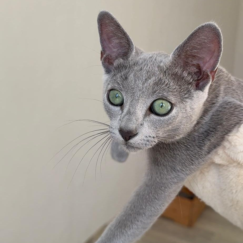 Amur Russian Blue male, blue