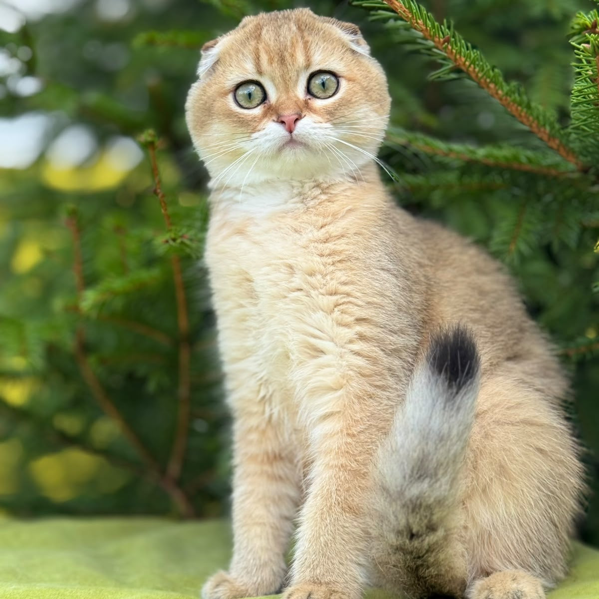 Juliya Scottish Fold female, black golden shaded