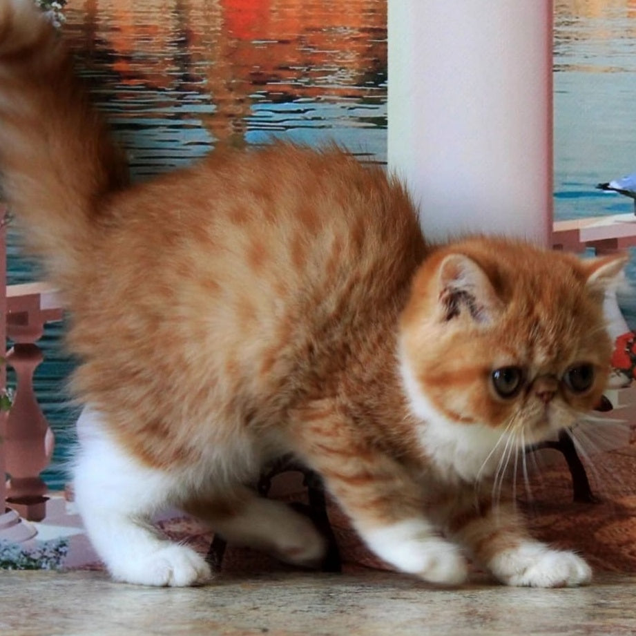 Opium Exotic male, red spotted tabby bicolour