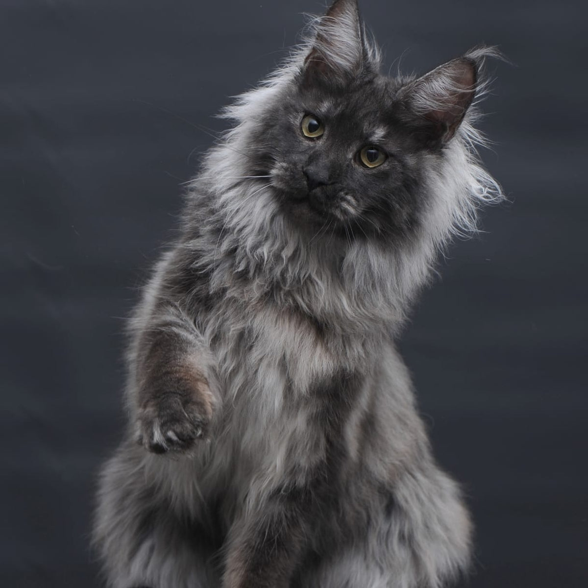 Bianka Maine Coon female, black silver