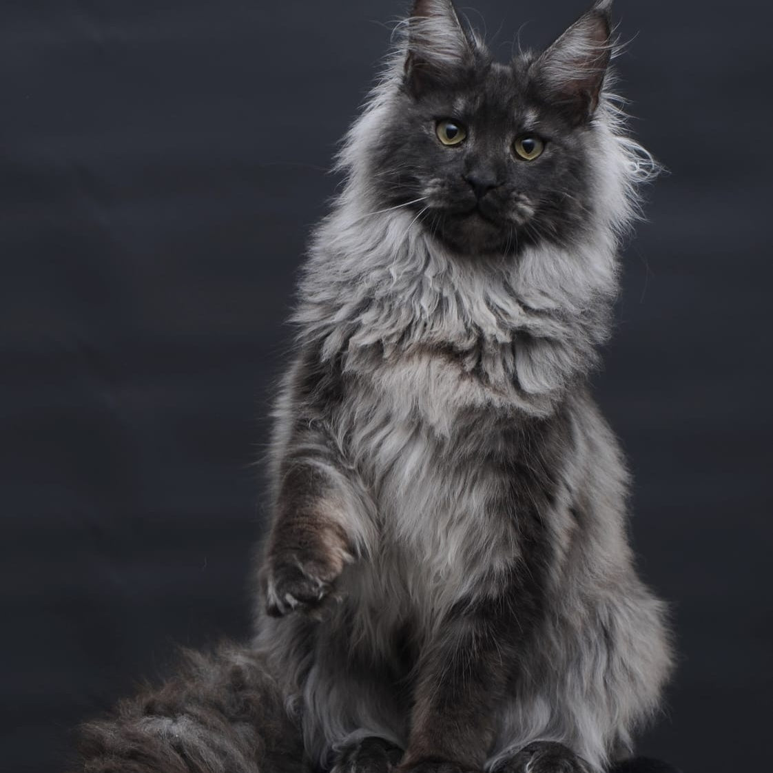 Bianka Maine Coon female, black silver