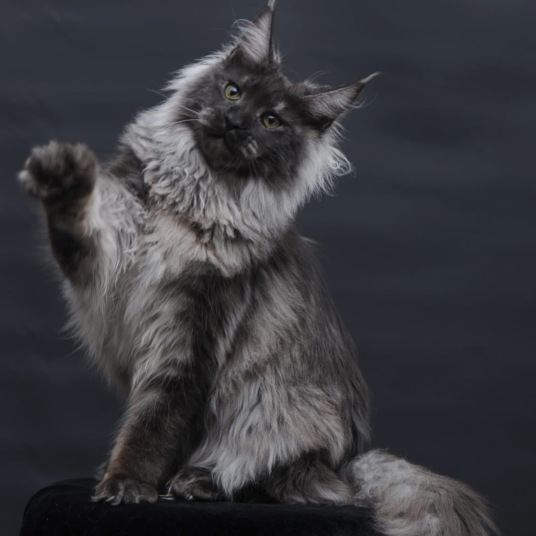 Bianka Maine Coon female, black silver