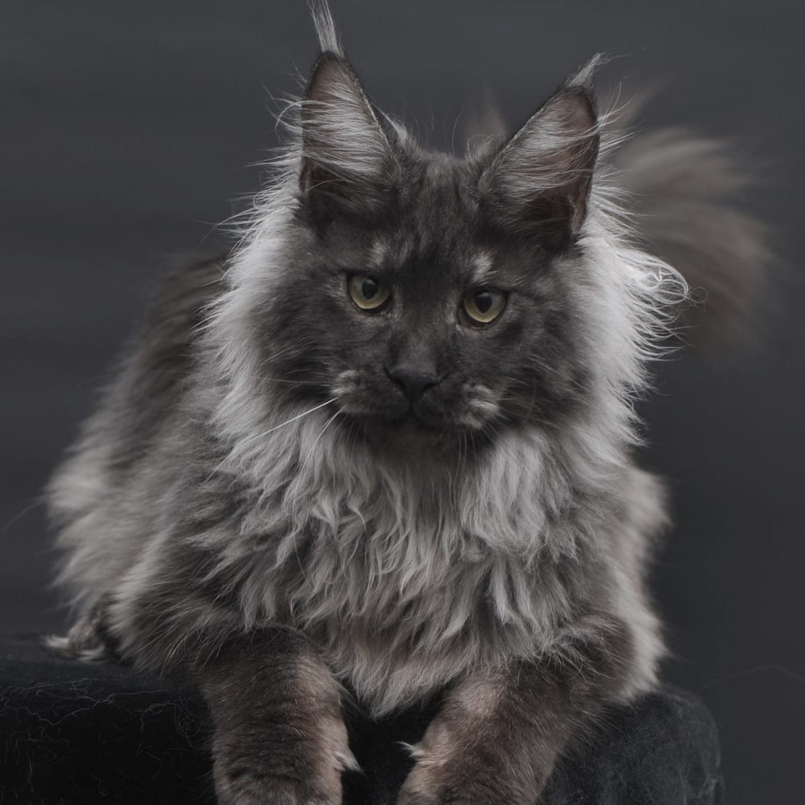 Bianka Maine Coon female, black silver