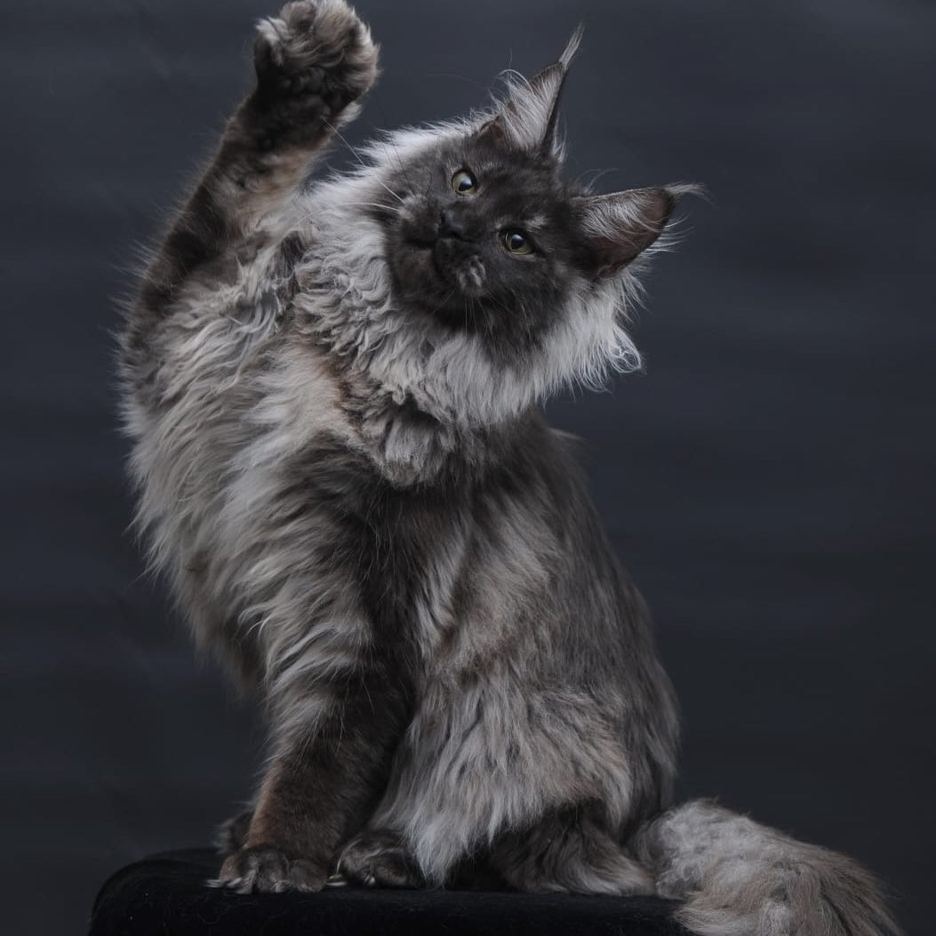 Bianka Maine Coon female, black silver