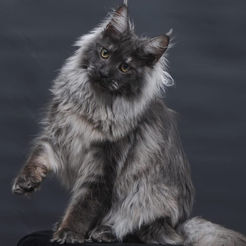 Bianka Maine Coon female, black silver