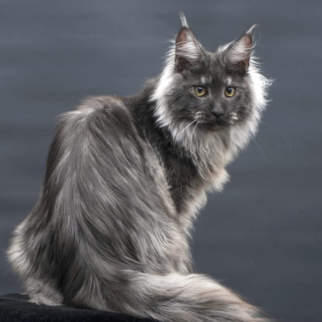 Bianka Maine Coon female, black silver