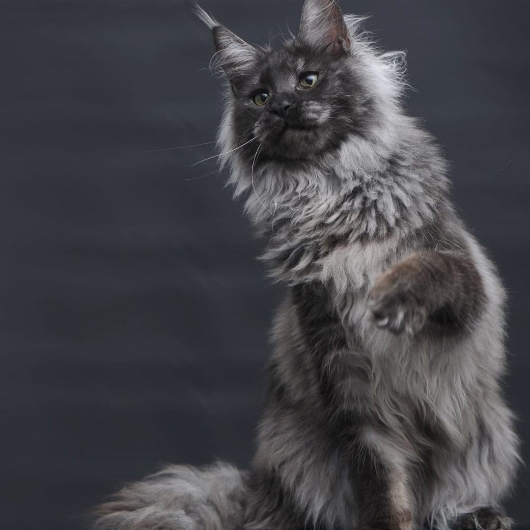 Bianka Maine Coon female, black silver