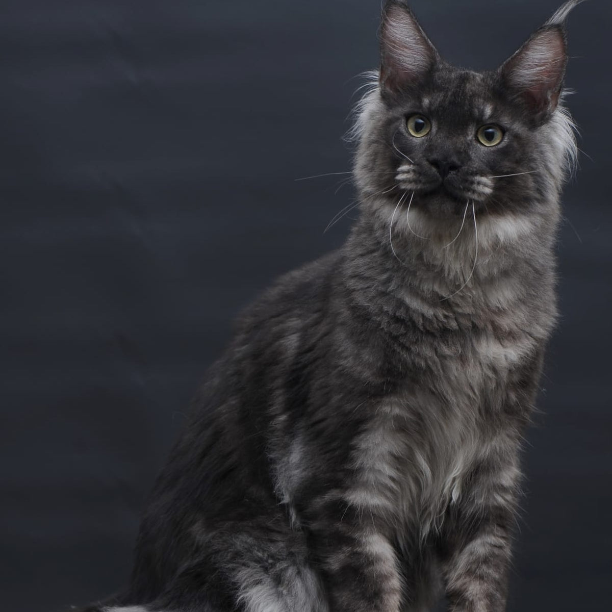 Casper Maine Coon male, black silver
