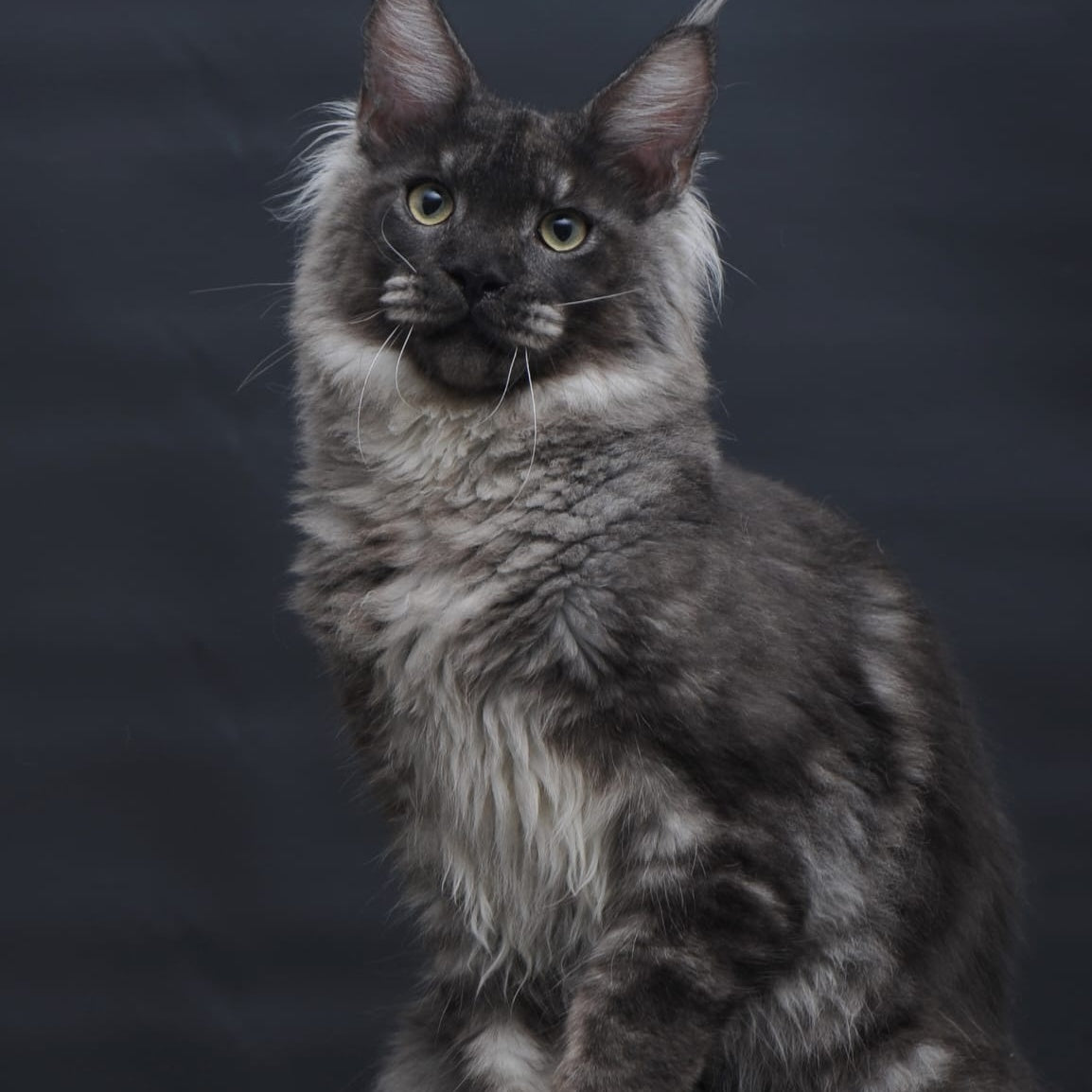 Casper Maine Coon male, black silver