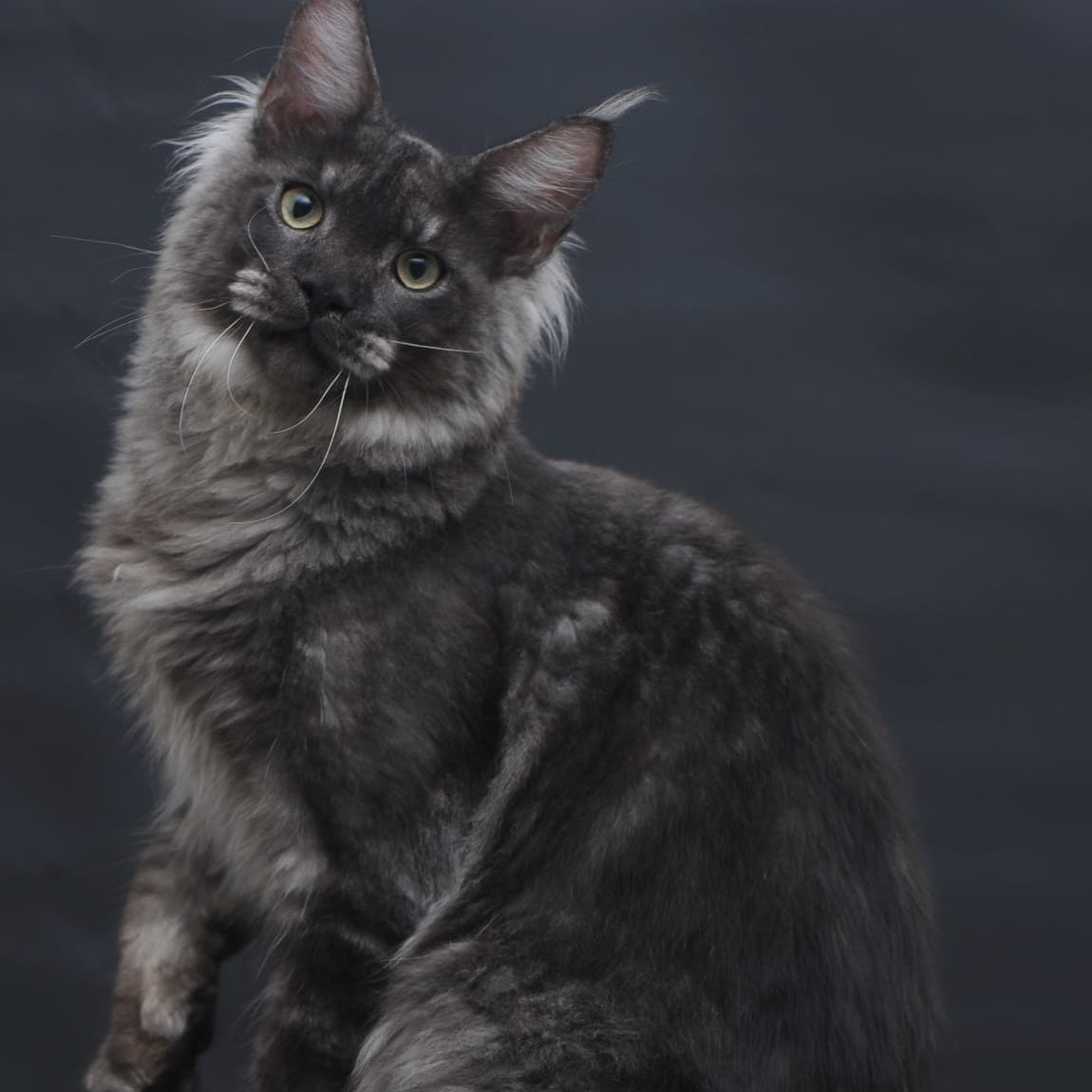 Casper Maine Coon male, black silver