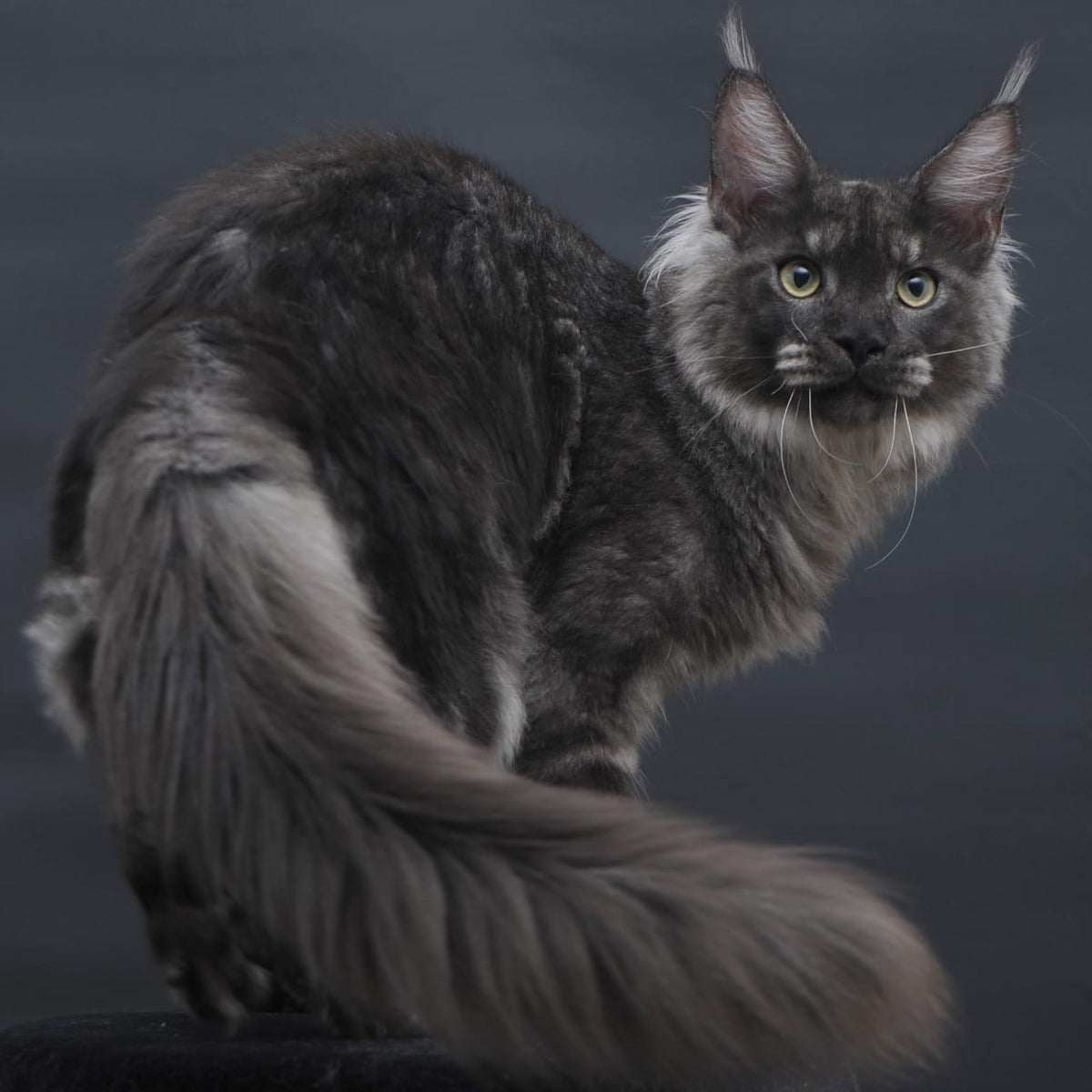 Casper Maine Coon male, black silver