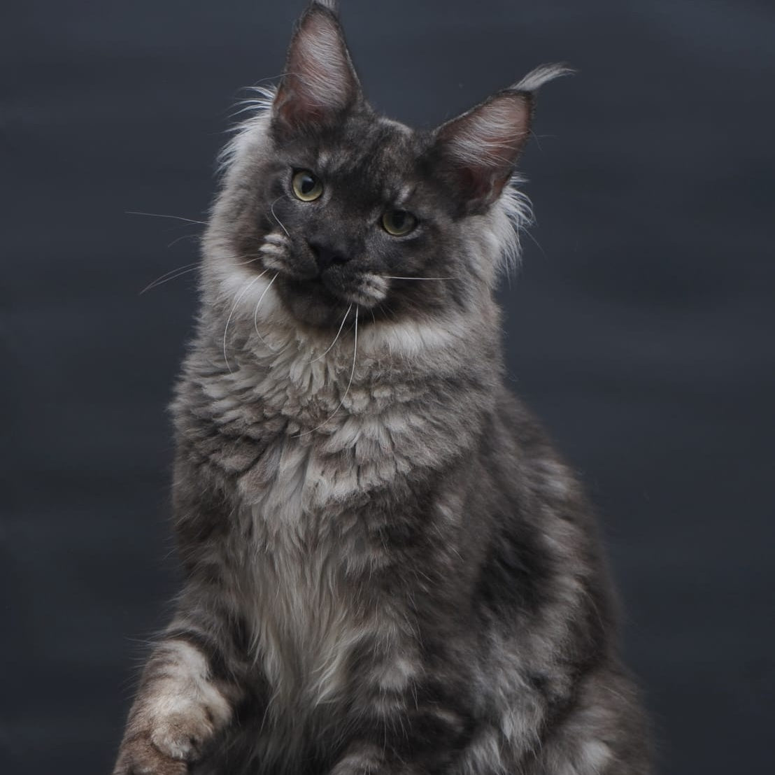 Casper Maine Coon male, black silver