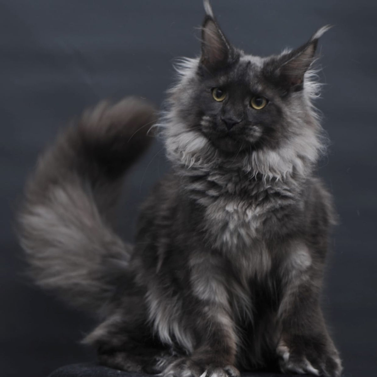 Bagira Maine Coon polydactyl 6x6x6x6 female, black silver