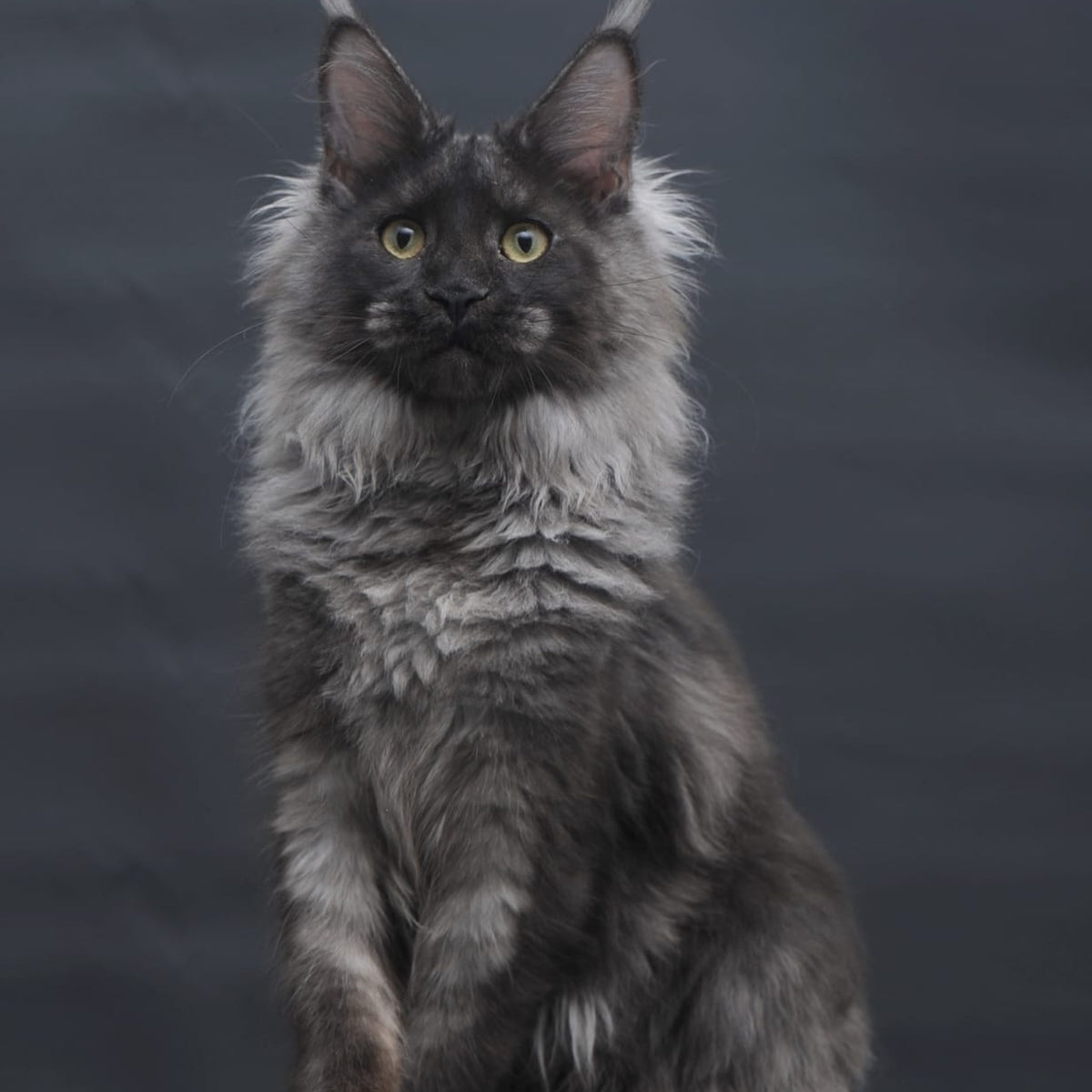 Bagira Maine Coon polydactyl 6x6x6x6 female, black silver