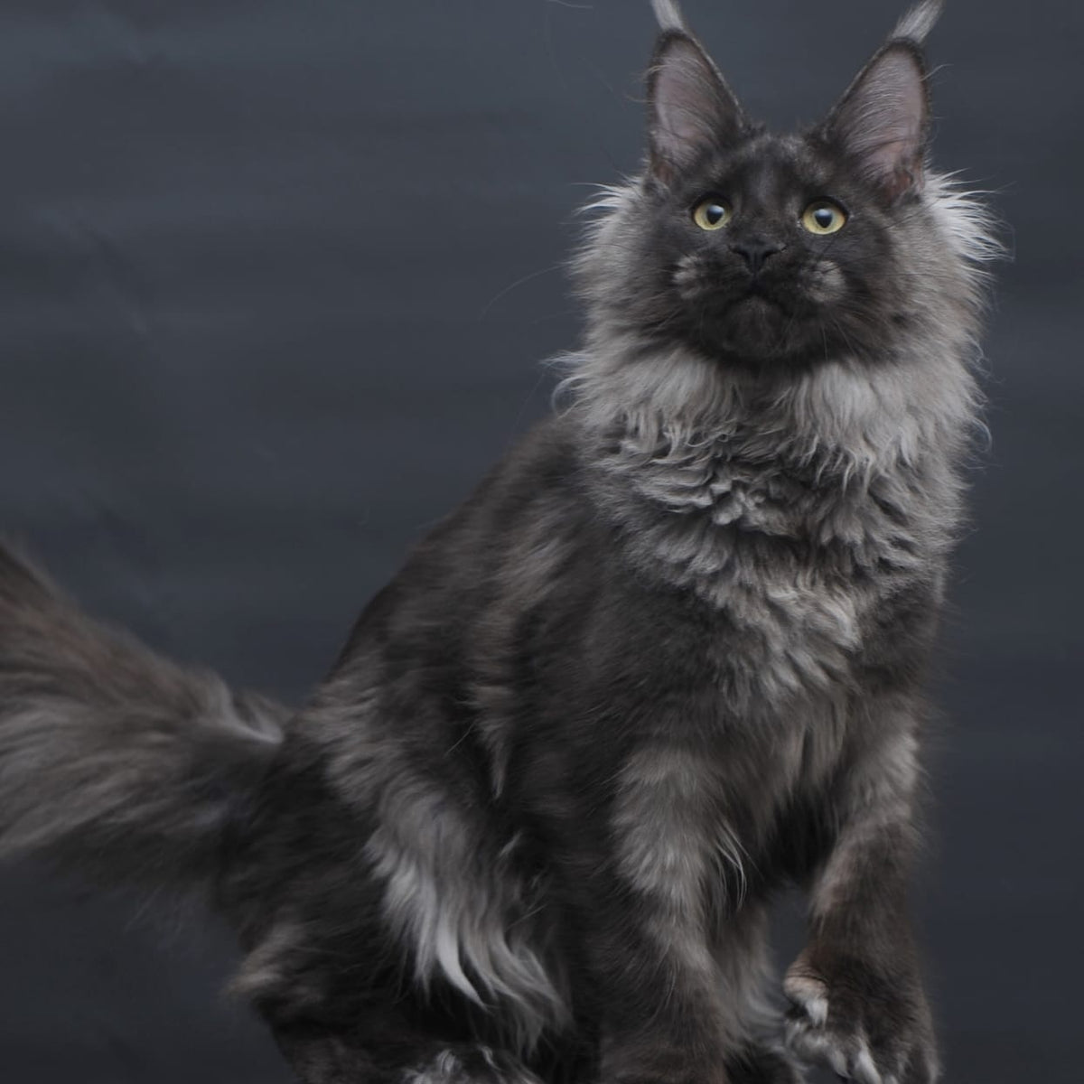 Bagira Maine Coon polydactyl 6x6x6x6 female, black silver