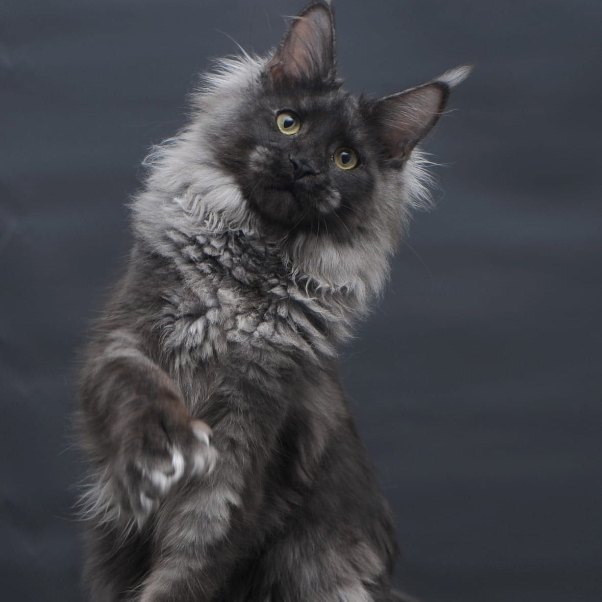 Bagira Maine Coon polydactyl 6x6x6x6 female, black silver
