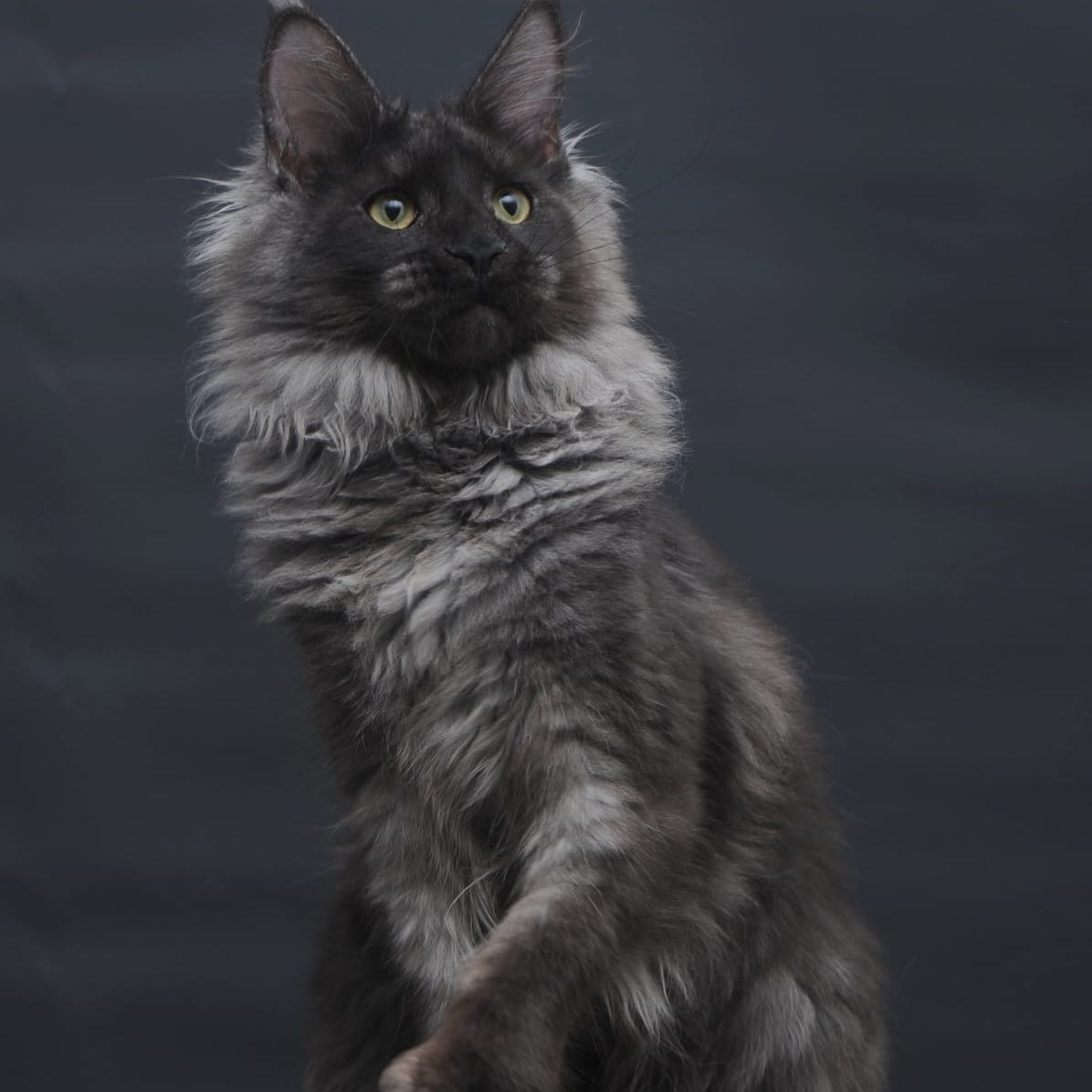 Bagira Maine Coon polydactyl 6x6x6x6 female, black silver