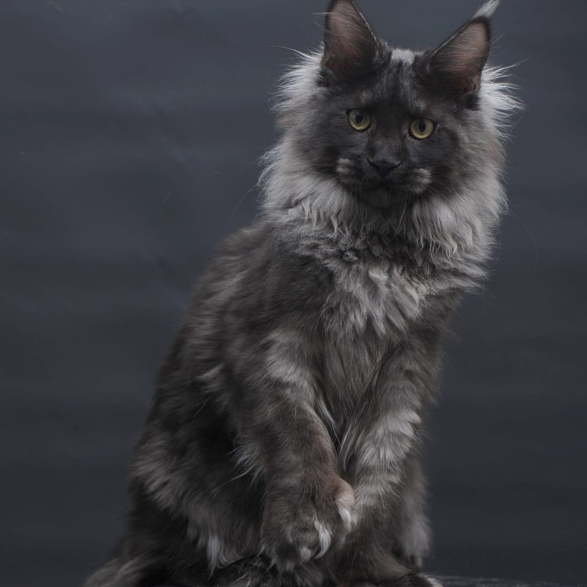 Bagira Maine Coon polydactyl 6x6x6x6 female, black silver