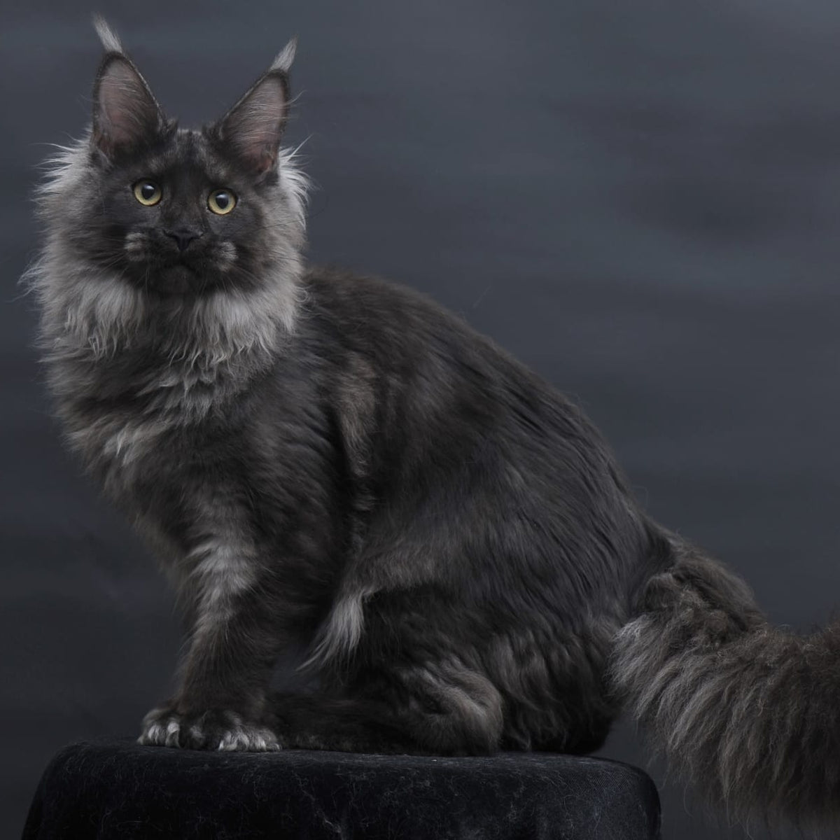 Bagira Maine Coon polydactyl 6x6x6x6 female, black silver