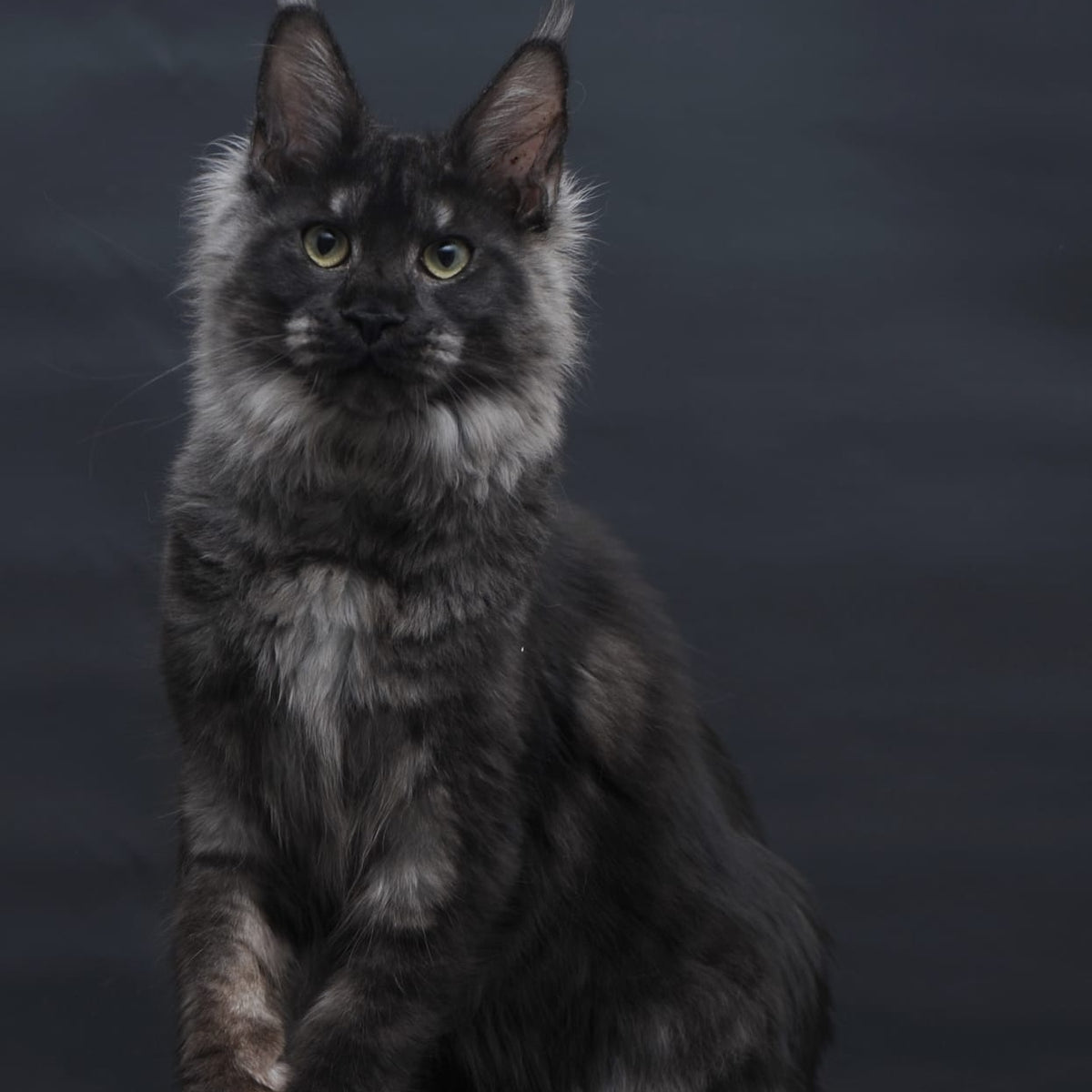 Cosmo Maine Coon female, black silver
