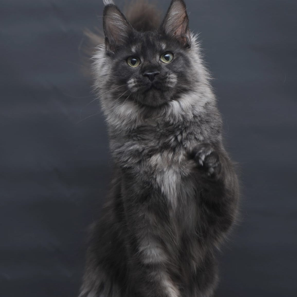 Cosmo Maine Coon female, black silver