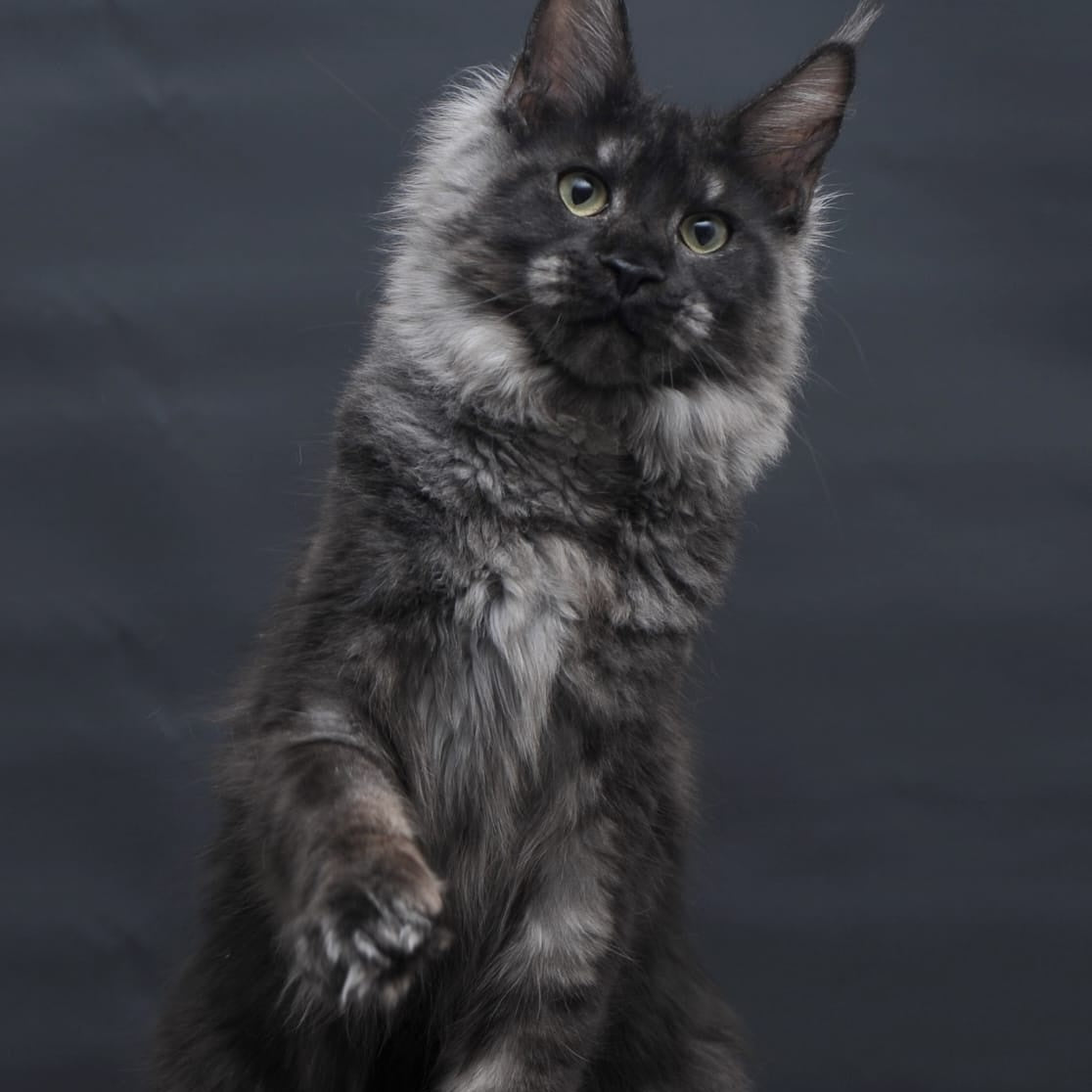 Cosmo Maine Coon female, black silver