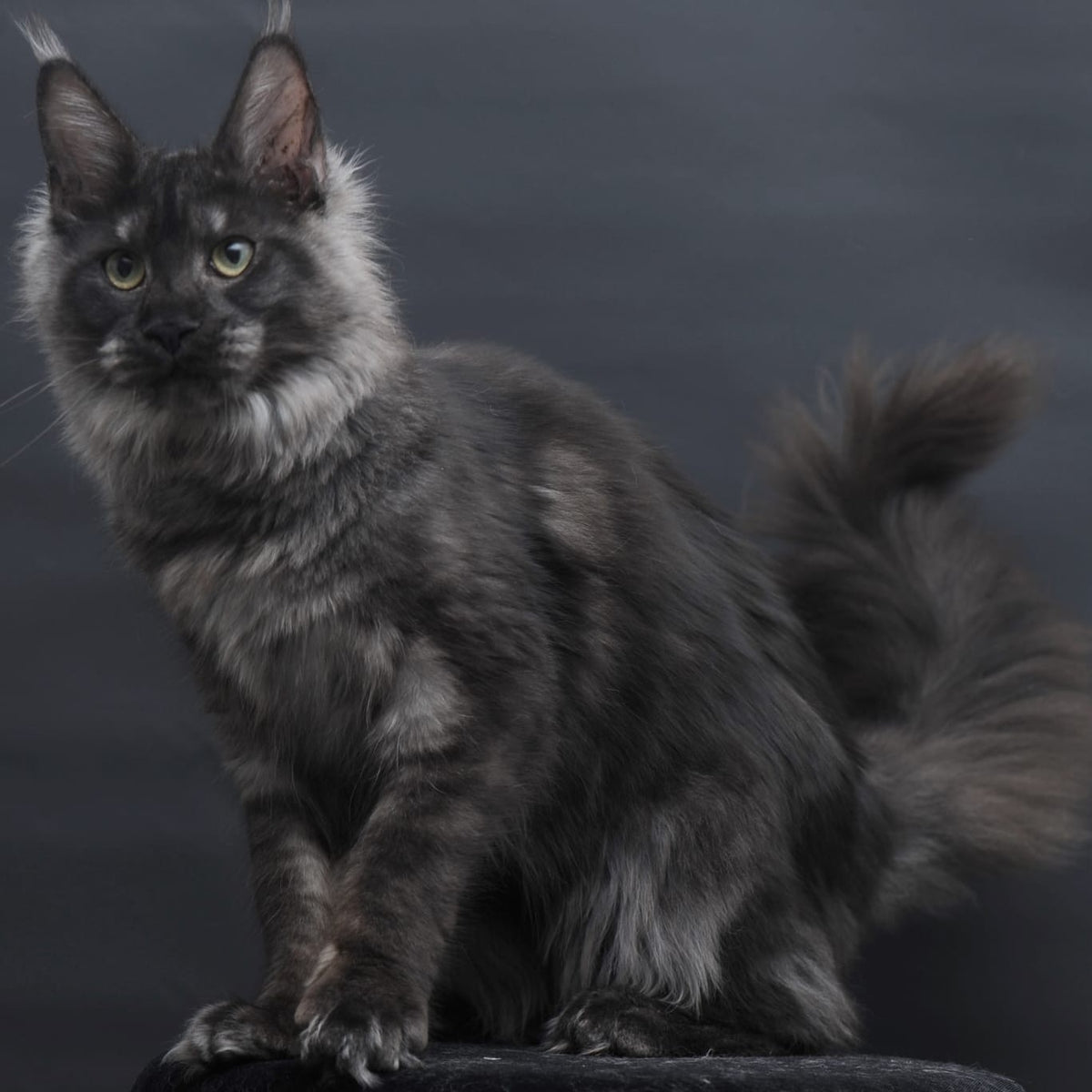 Cosmo Maine Coon female, black silver