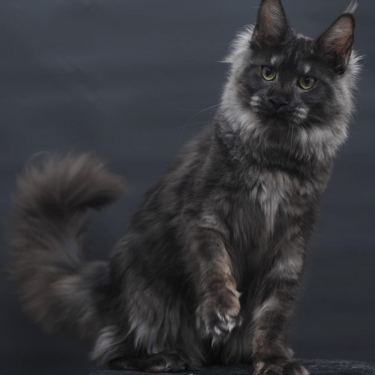 Cosmo Maine Coon female, black silver