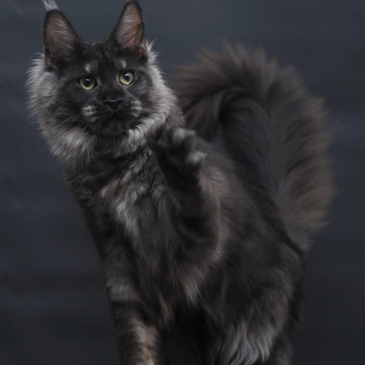 Cosmo Maine Coon female, black silver