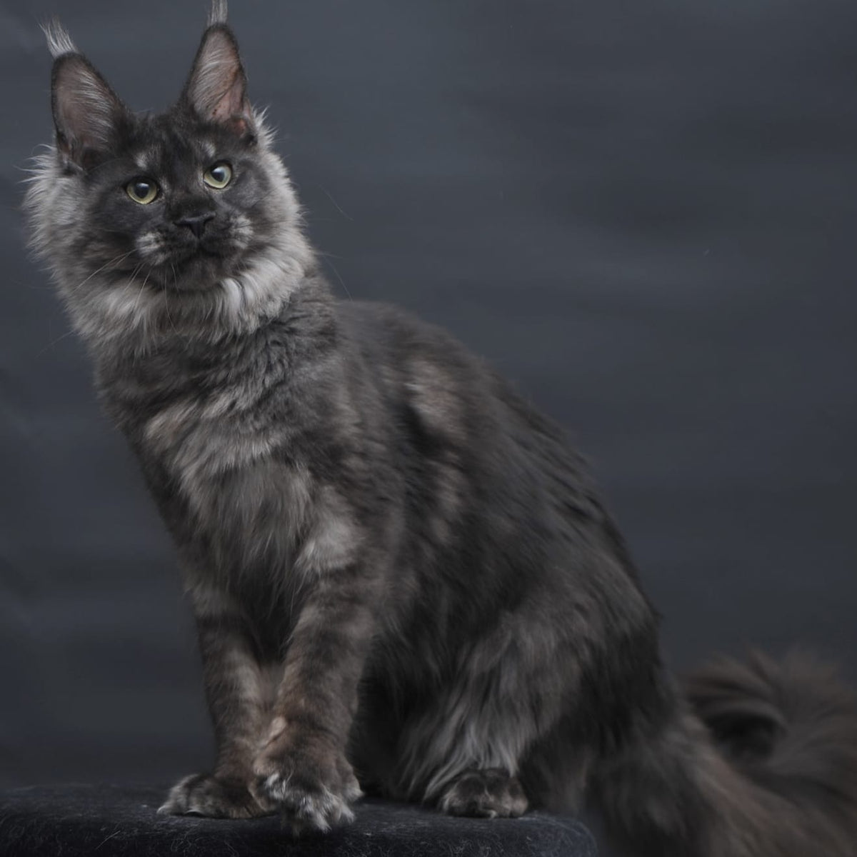 Cosmo Maine Coon female, black silver