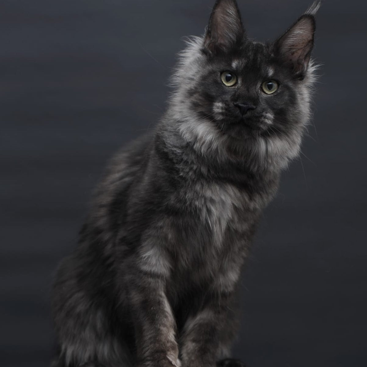 Cosmo Maine Coon female, black silver