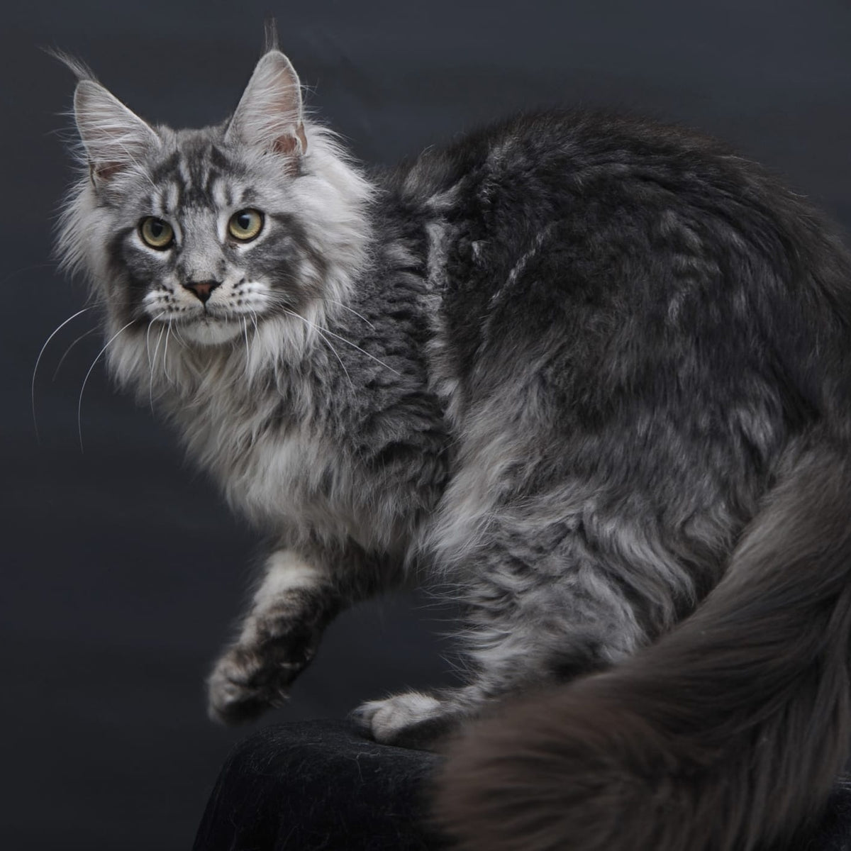 Chester Maine Coon male, black silver tabby