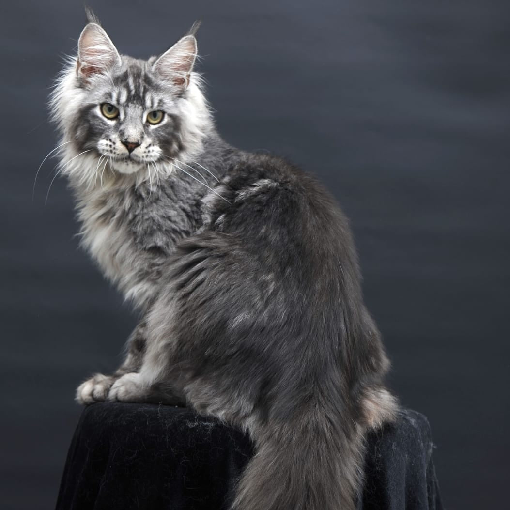 Chester Maine Coon male, black silver tabby