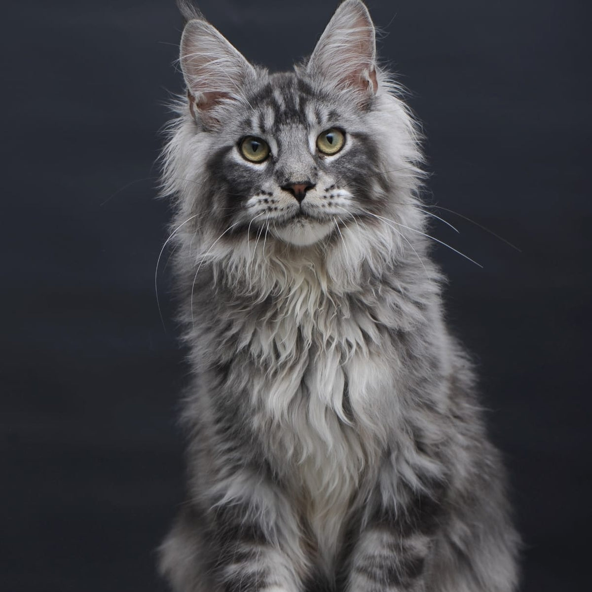 Chester Maine Coon male, black silver tabby