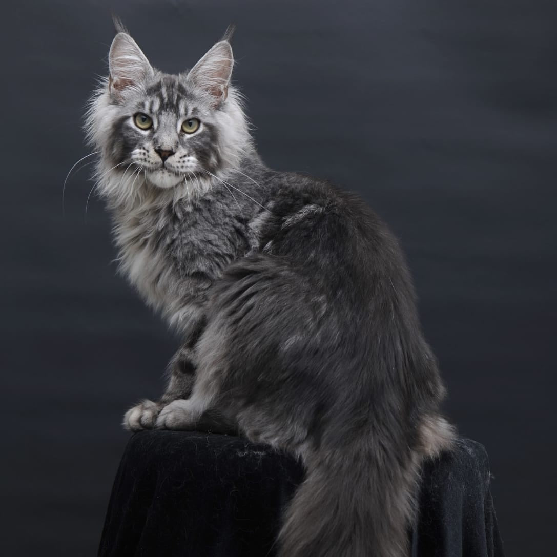 Chester Maine Coon male, black silver tabby