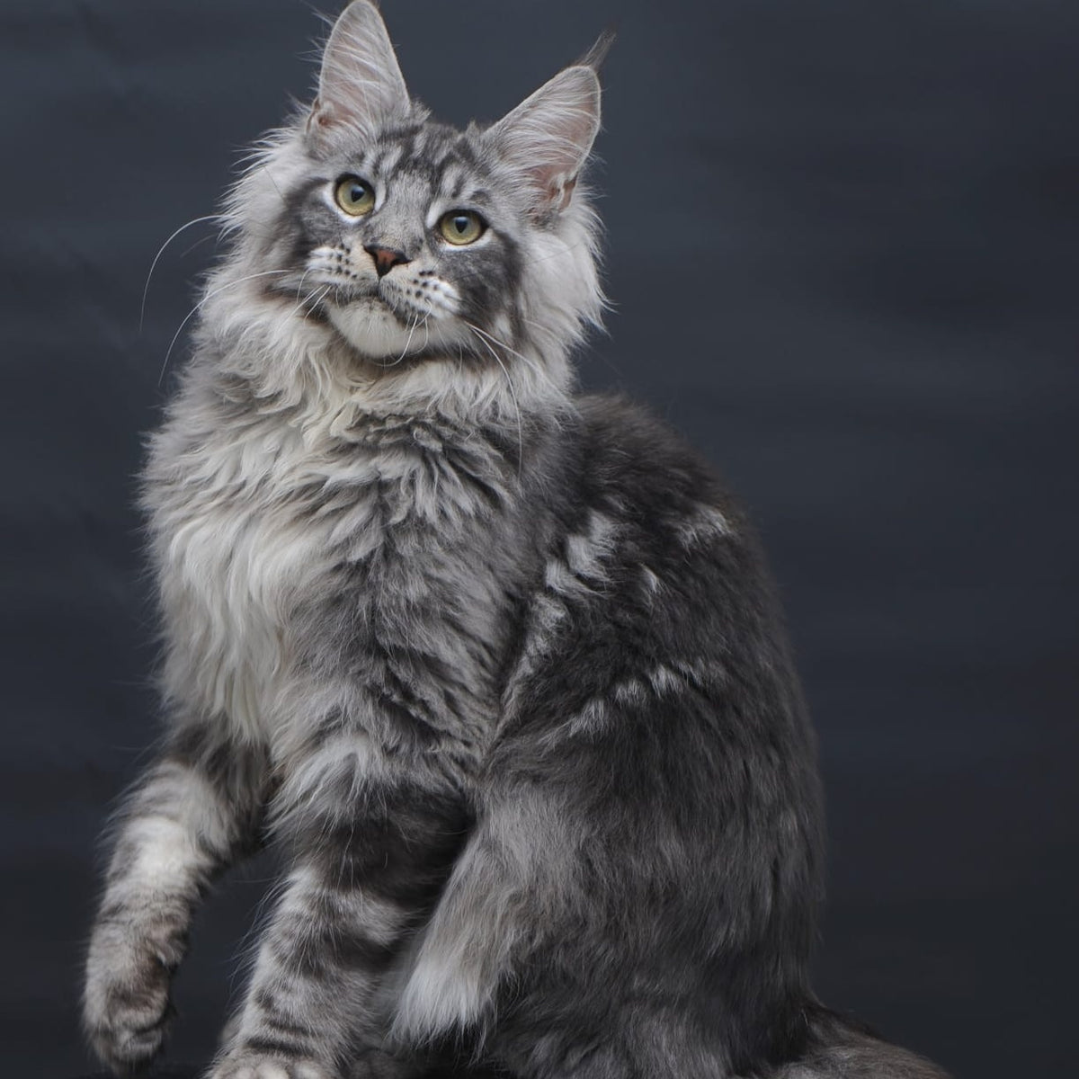 Chester Maine Coon male, black silver tabby