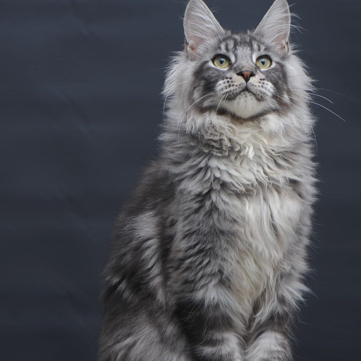 Chester Maine Coon male, black silver tabby