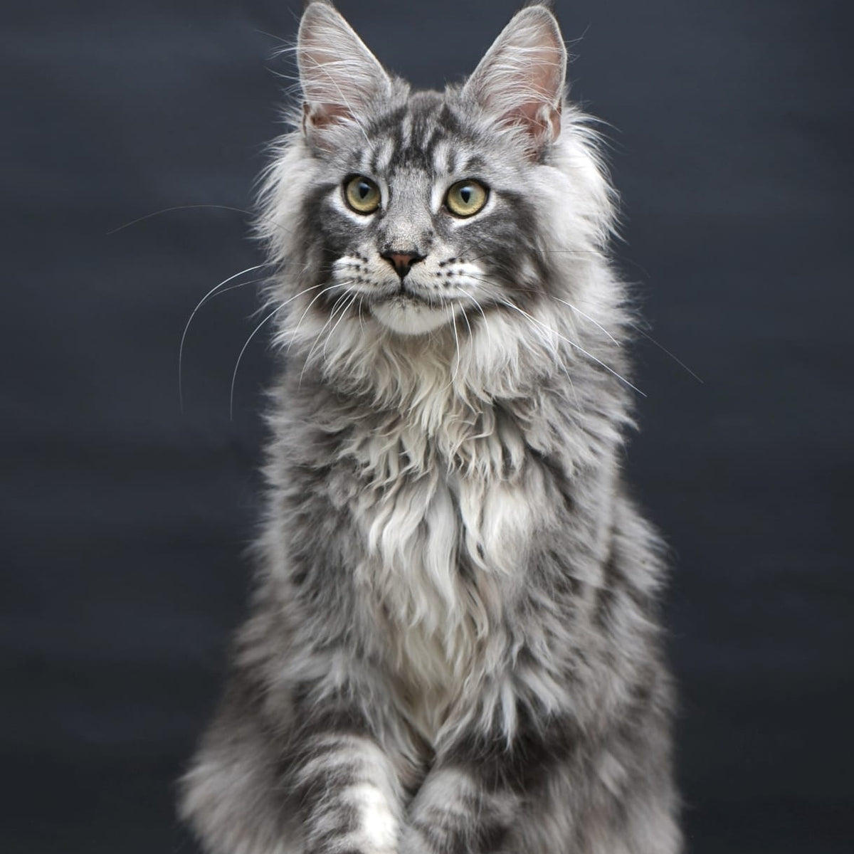 Chester Maine Coon male, black silver tabby