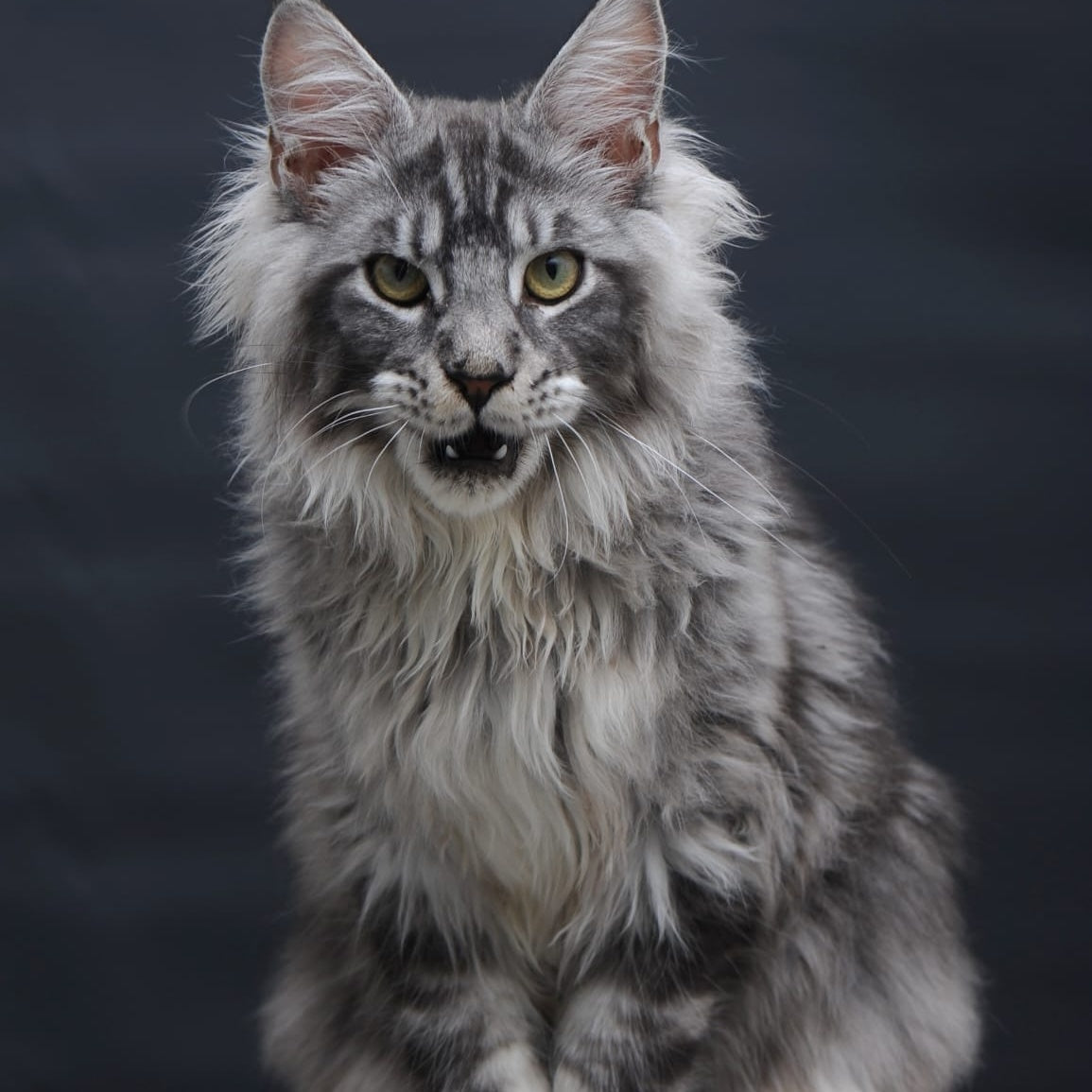Chester Maine Coon male, black silver tabby