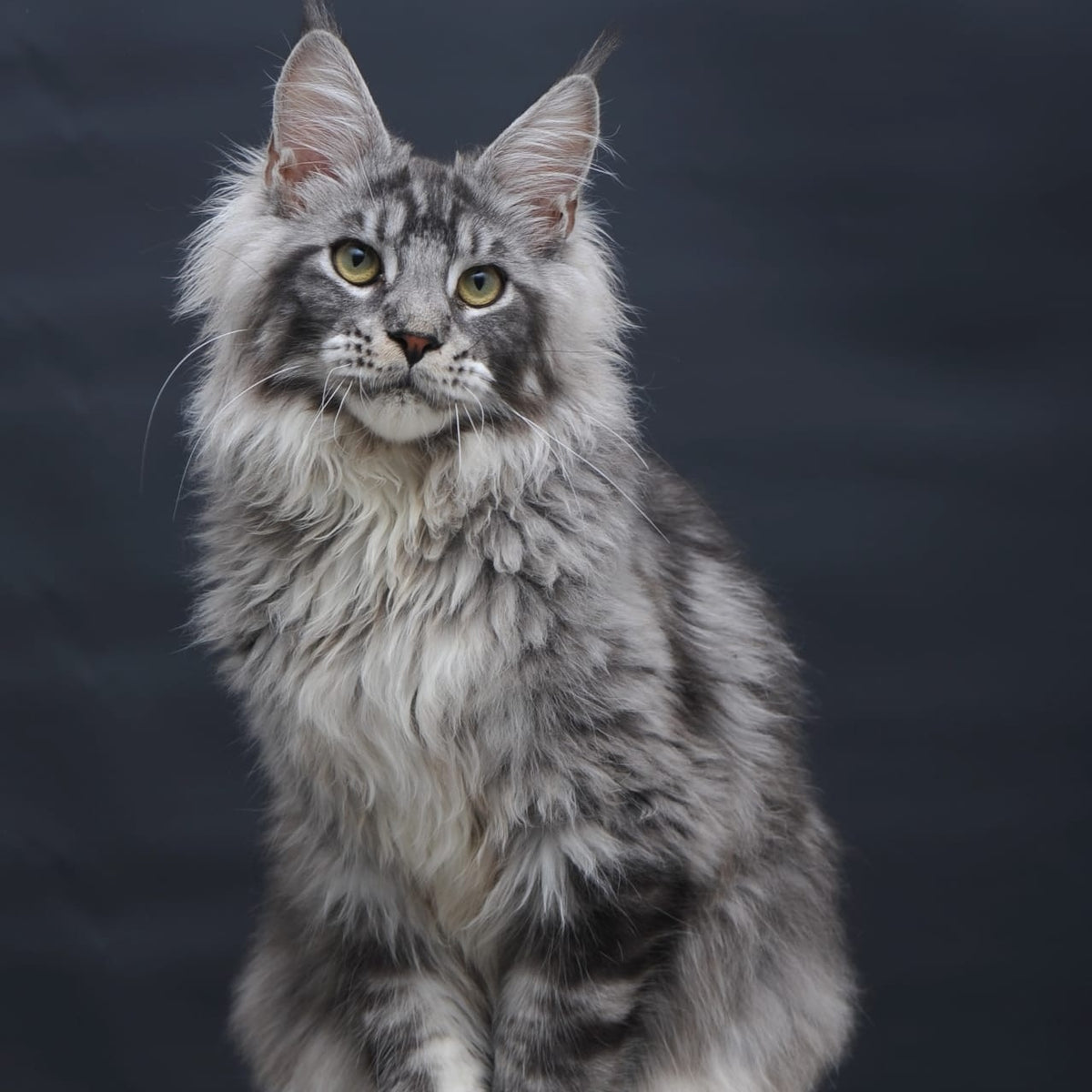 Chester Maine Coon male, black silver tabby
