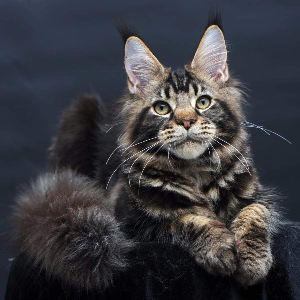 Elvis Maine Coon male, black tabby