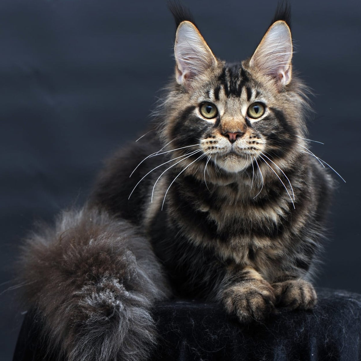 Elvis Maine Coon male, black tabby