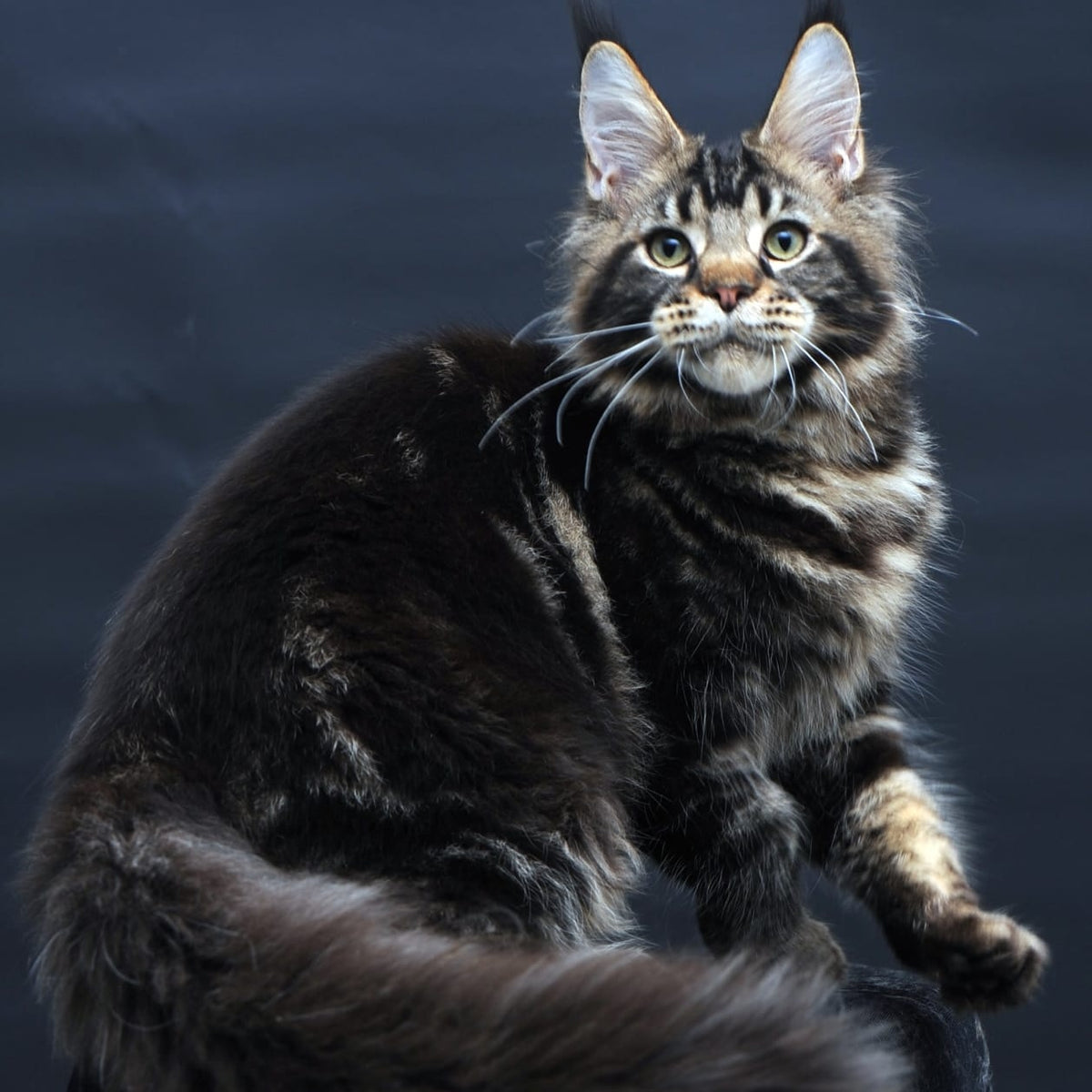 Elvis Maine Coon male, black tabby