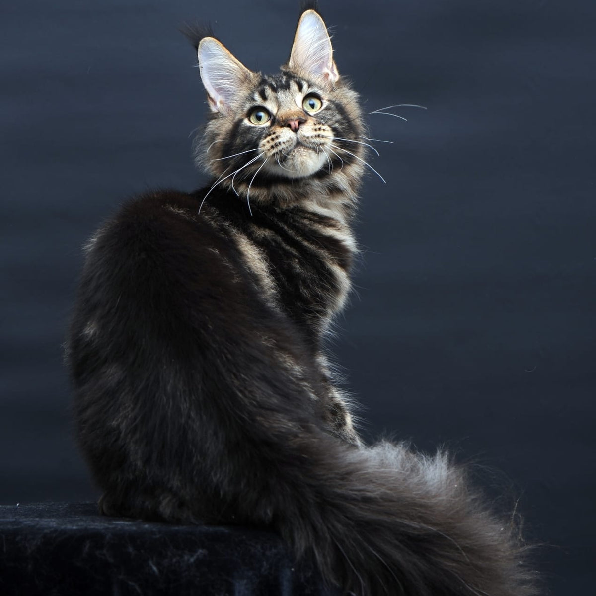 Elvis Maine Coon male, black tabby