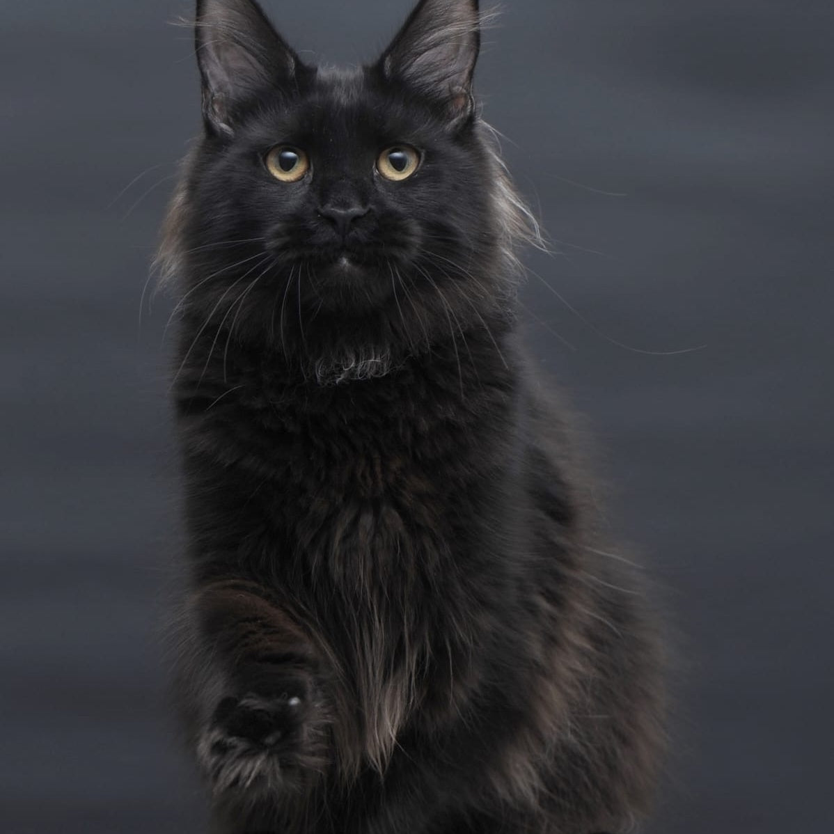 Flora Maine Coon female, black