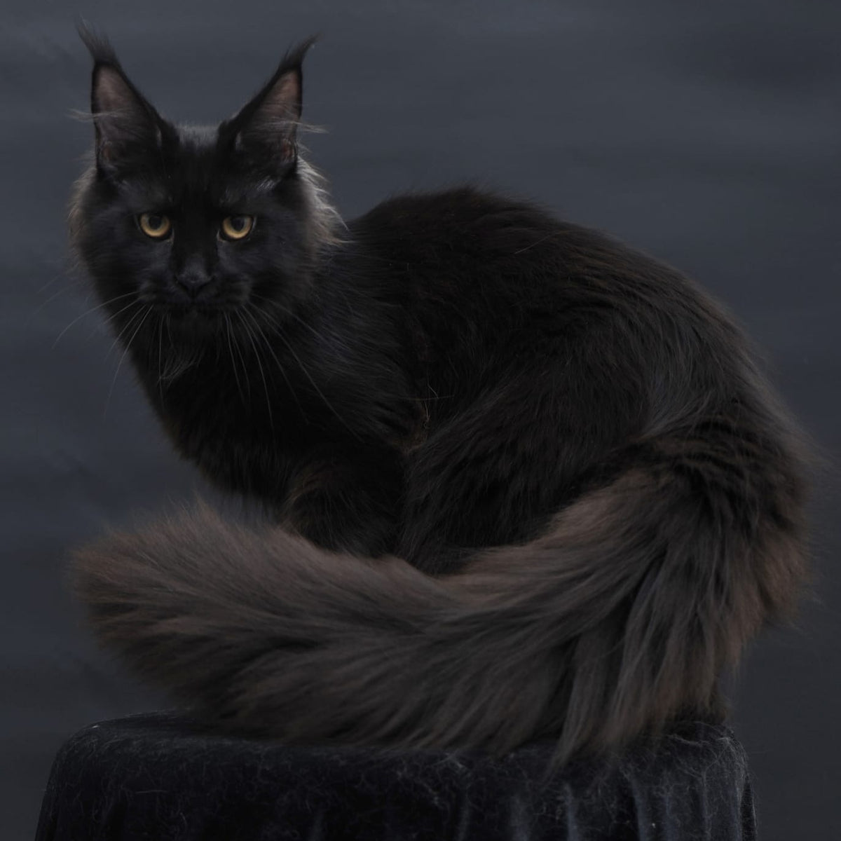 Flora Maine Coon female, black